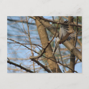 Paloma de duelo en la postal de vuelo