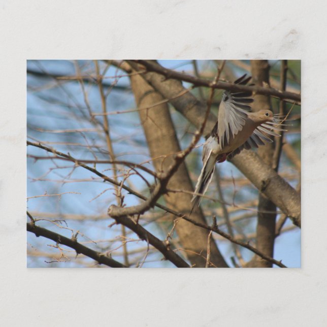 Paloma de duelo en la postal de vuelo (Anverso)