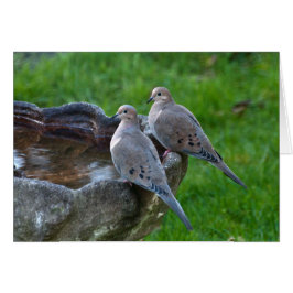 Paloma de duelo - Tarjeta de arte para marcos