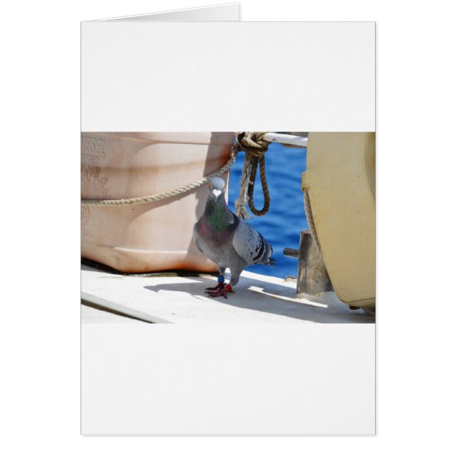 Paloma de hogar (Frente)