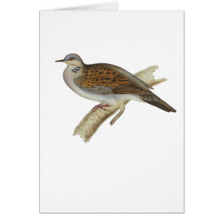 Paloma de la tortuga