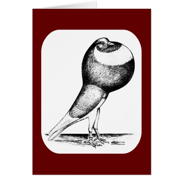 Paloma de Norwich Cropper 1980 (Frente)