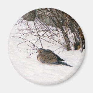 Paloma en el imán de la nieve