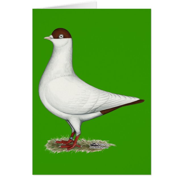 Paloma holandesa (Frente)