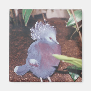 Paloma imperial coronada azul - imán