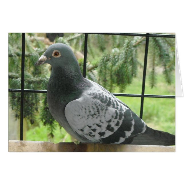 Paloma perfecta (Anverso (Horizontal))