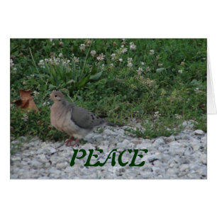 Palomas, 3:15 de Colossians