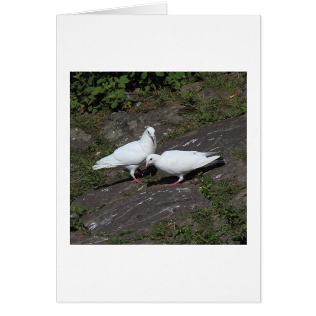 Palomas blancas (Frente)