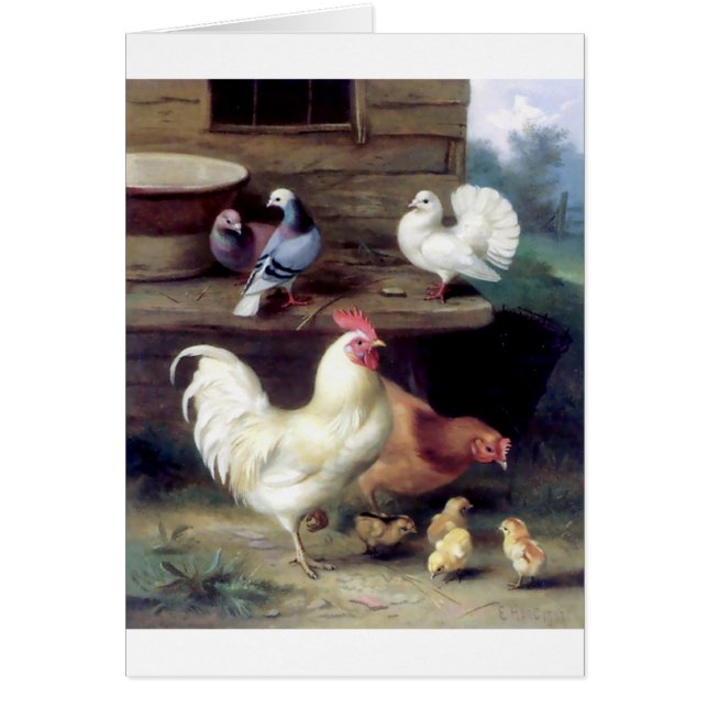 Palomas del pollo de la gallina del gallo (Frente)