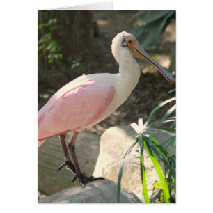 Palometa