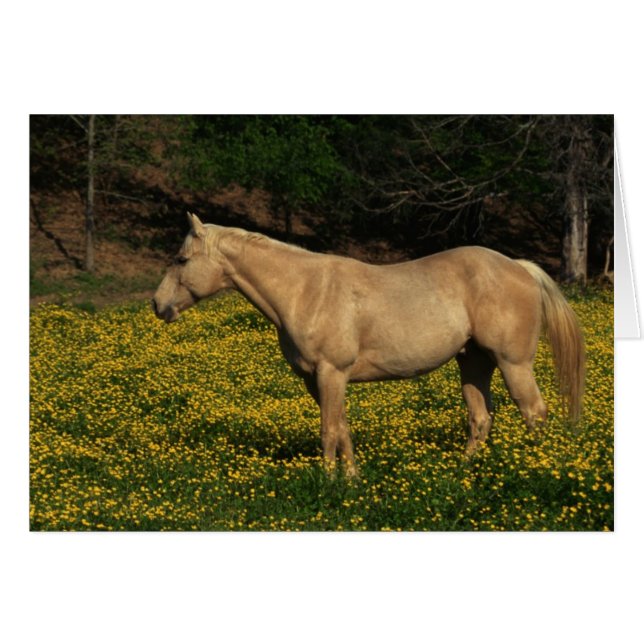 Palomino en flores amarillas (Anverso (Horizontal))