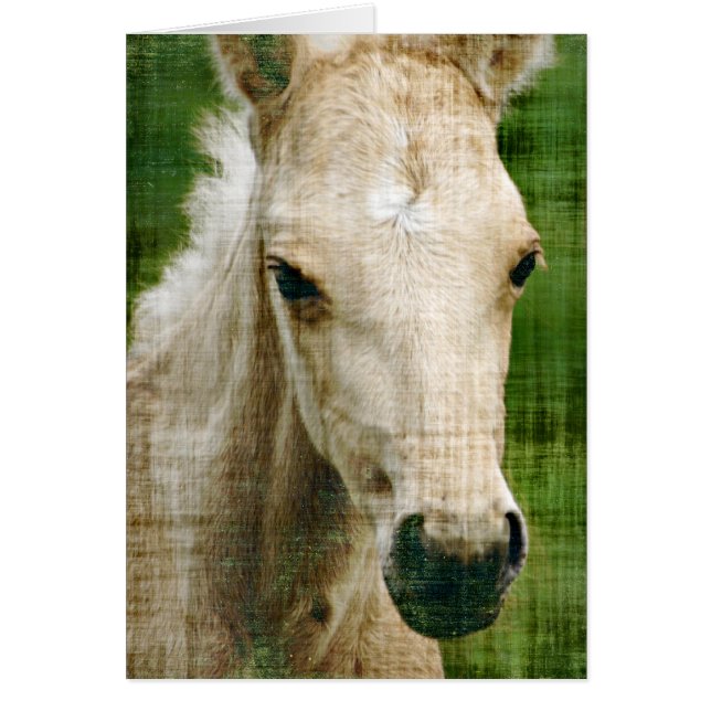 Palomino Foal (Frente)