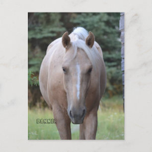 Palomino Gelding Banner Tarjeta postal