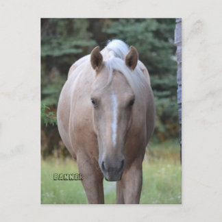Palomino Gelding Banner Tarjeta postal