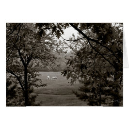 Palominos enmarcados en roble