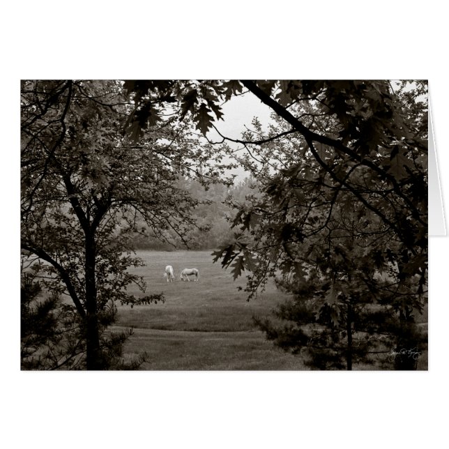 Palominos enmarcados en roble (Anverso (Horizontal))