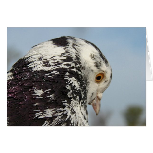 Palomoncilla de bonito (Anverso (Horizontal))