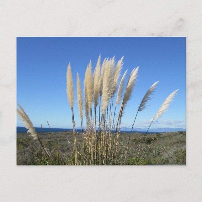 PALOS VERDES. TARJETA POSTAL CA #9 (Anverso)