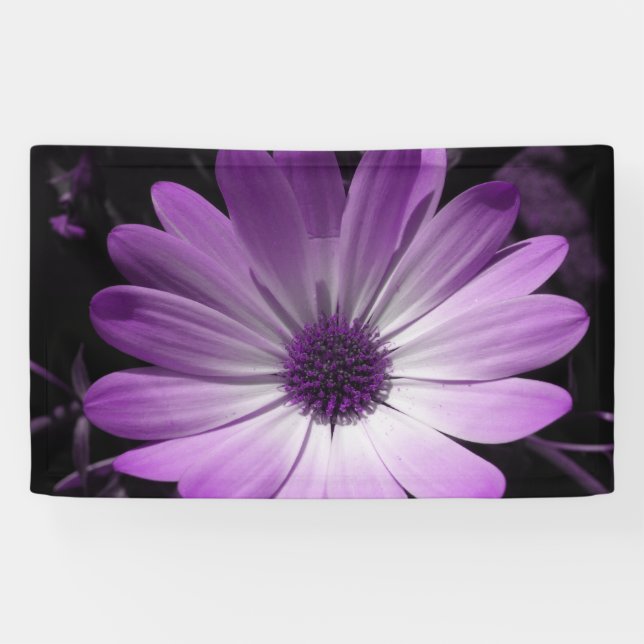 Pancarta de la Flor Purple Daisy (Horizontal)