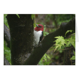 Pancomys alicus