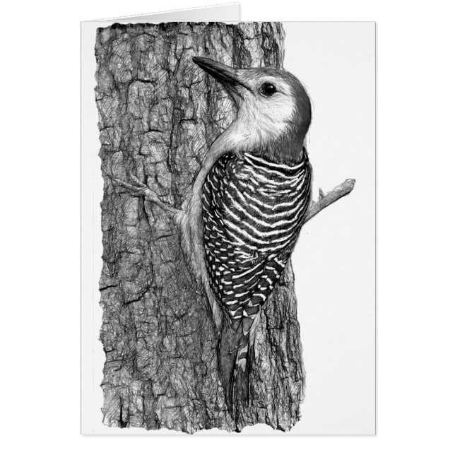 Pancomys alicus (Frente)