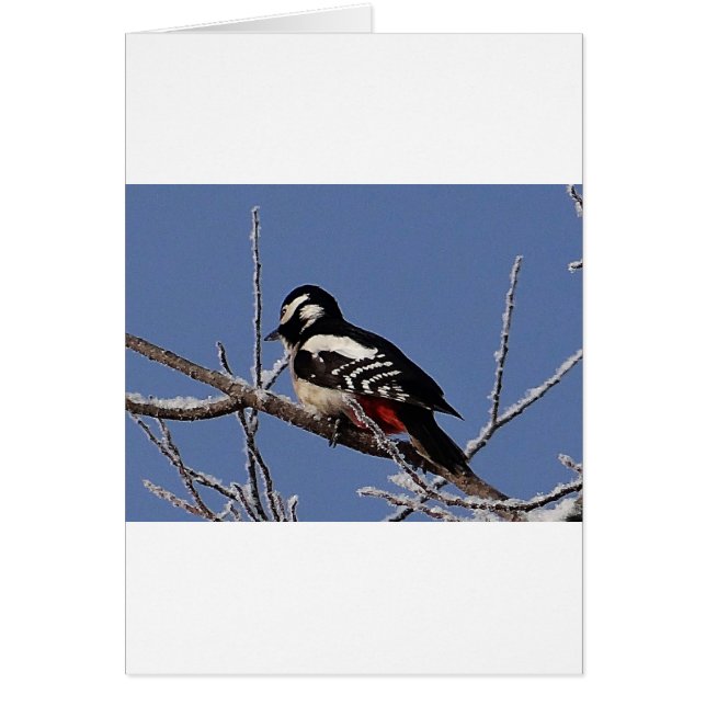 Pancomys bonito (Frente)