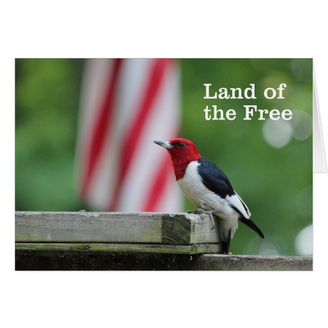 Pancomys rojus (Anverso (Horizontal))