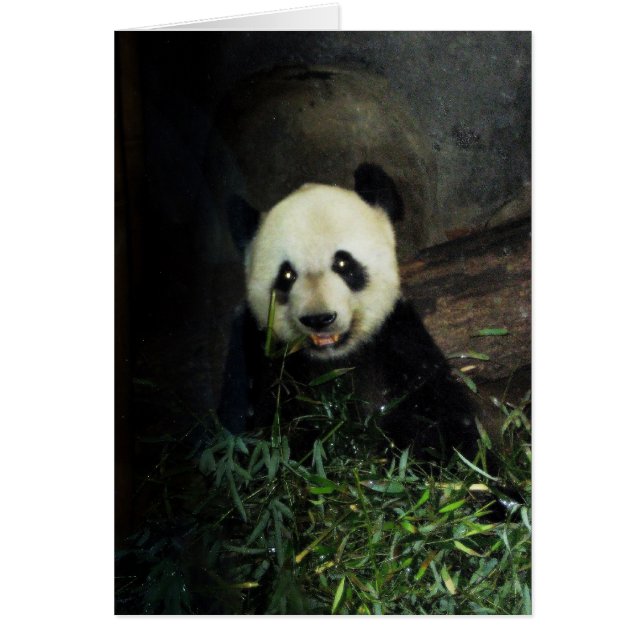 Panda (Frente)