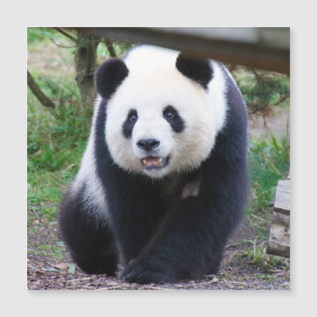Panda_20190301_by_JAMFoto (Anverso)