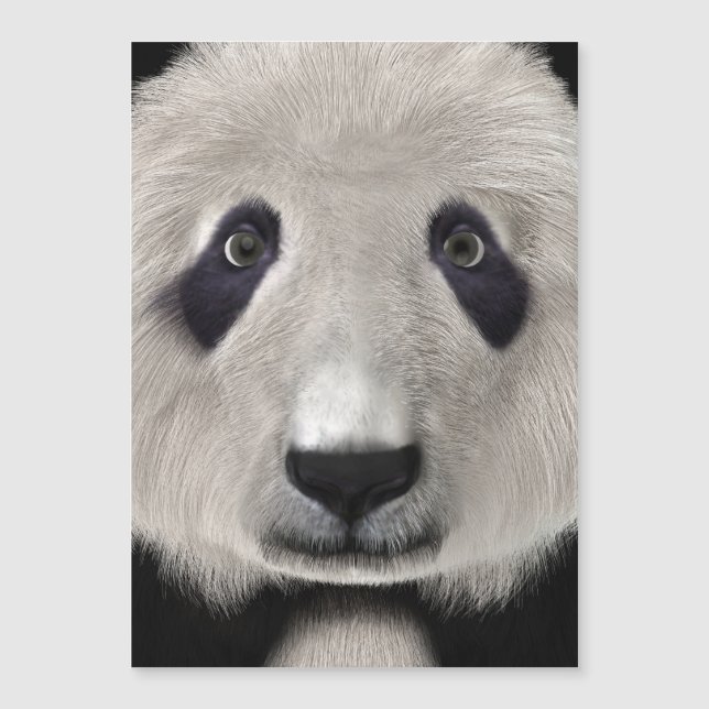 Panda Bear (Anverso)