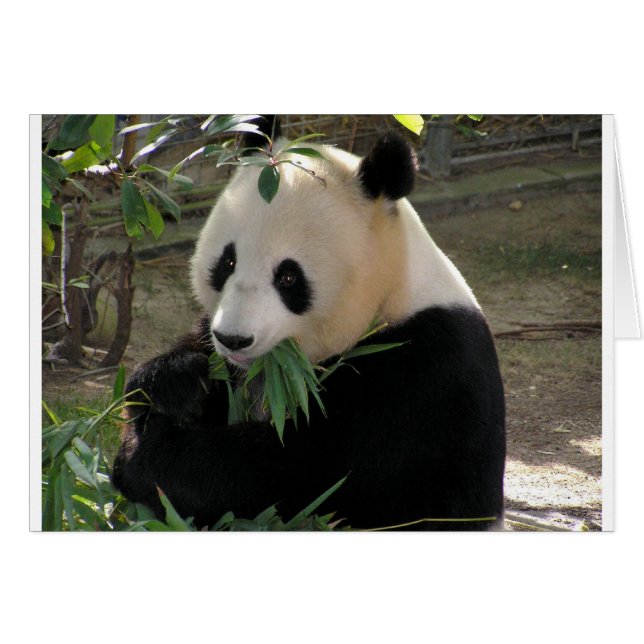 Panda Bear Hugs (Anverso (Horizontal))