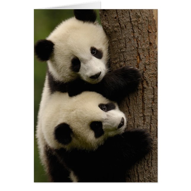 Panda bebés gigantes (Ailuropoda melanoleuca) 2 (Frente)