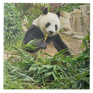 Panda comiendo baldosas cerámicas de bambú