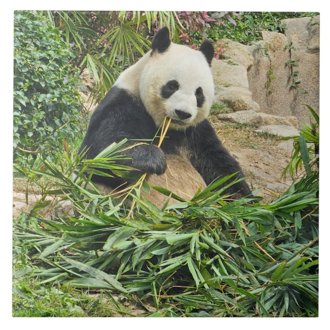 Panda comiendo baldosas cerámicas de bambú (Frente)