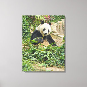 Panda comiendo impresión de lienzo de vista de bam