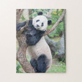 Panda Gigante Colgando En Un Rompecabezas De Árbol