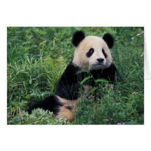 Panda gigante en la hierba, Valle de Wolong, Sichu