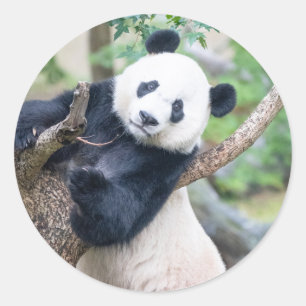 Panda gigante en un Pegatina arbolado