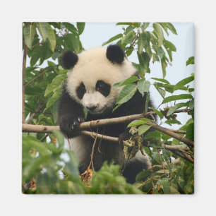 Panda gigante joven - imán