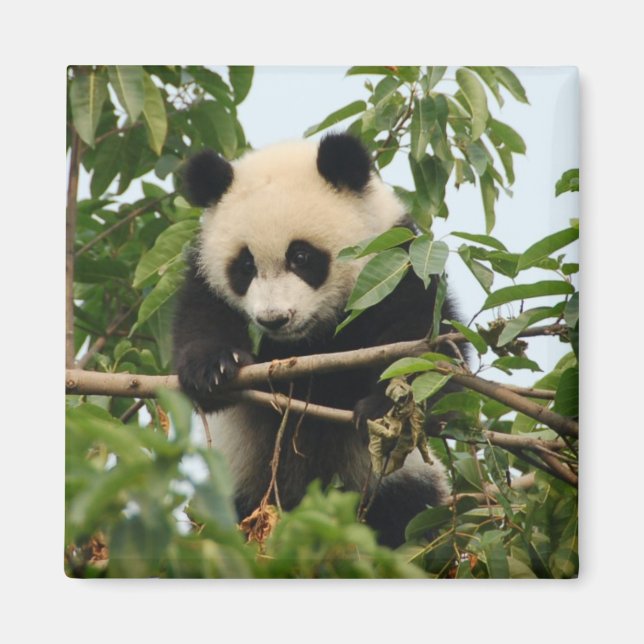 Panda gigante joven - imán (Frente)