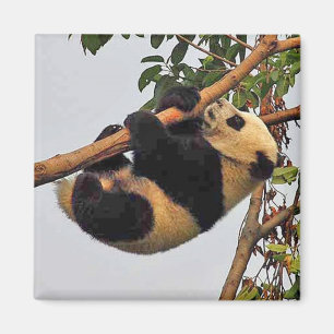 Panda gigante joven - imán