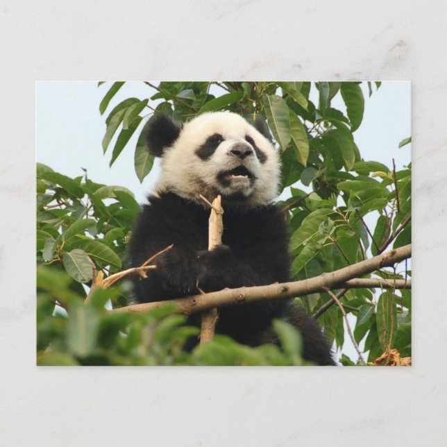 Panda gigante joven - postal (Anverso)