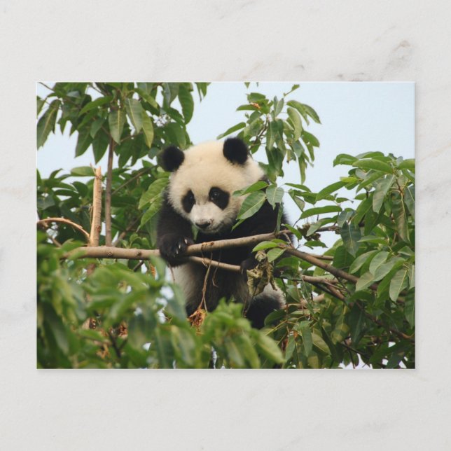 Panda gigante joven - postal (Anverso)