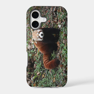 Panda roja