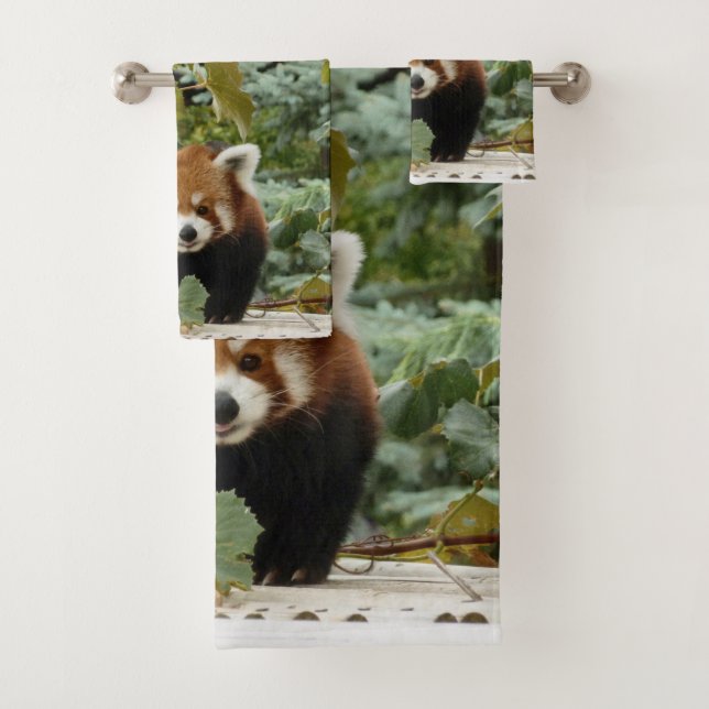 Panda rojo (In situ)