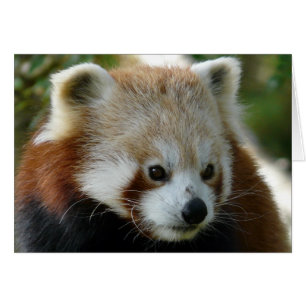 Panda rojo