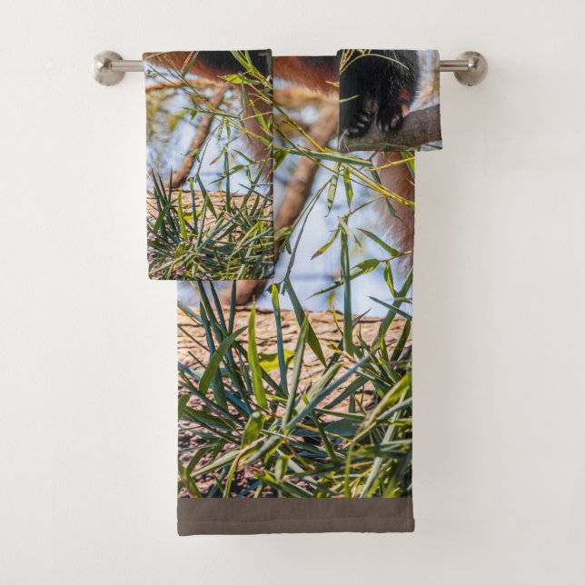 Panda rojo (In situ)