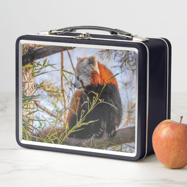 Panda rojo (In situ)