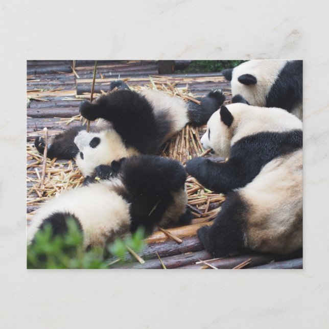 Pandas, postal de Chengdu, China (Anverso)