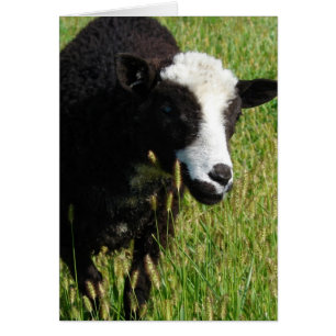 Pandi